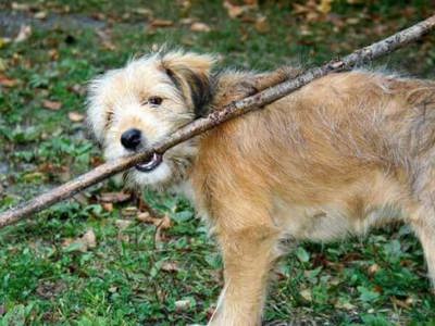 hundespielplatz.jpg
