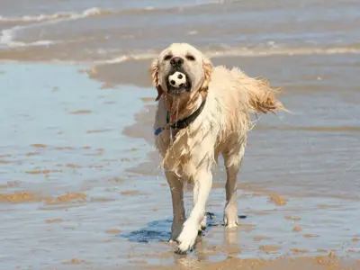 hund_vand.webp